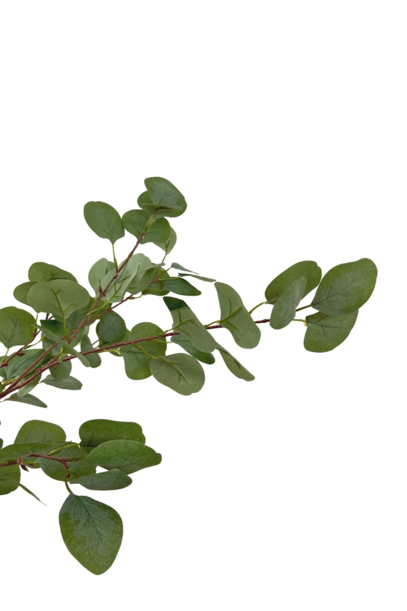 PrettyPlants Kunstboom Eucalyptus 180cm
