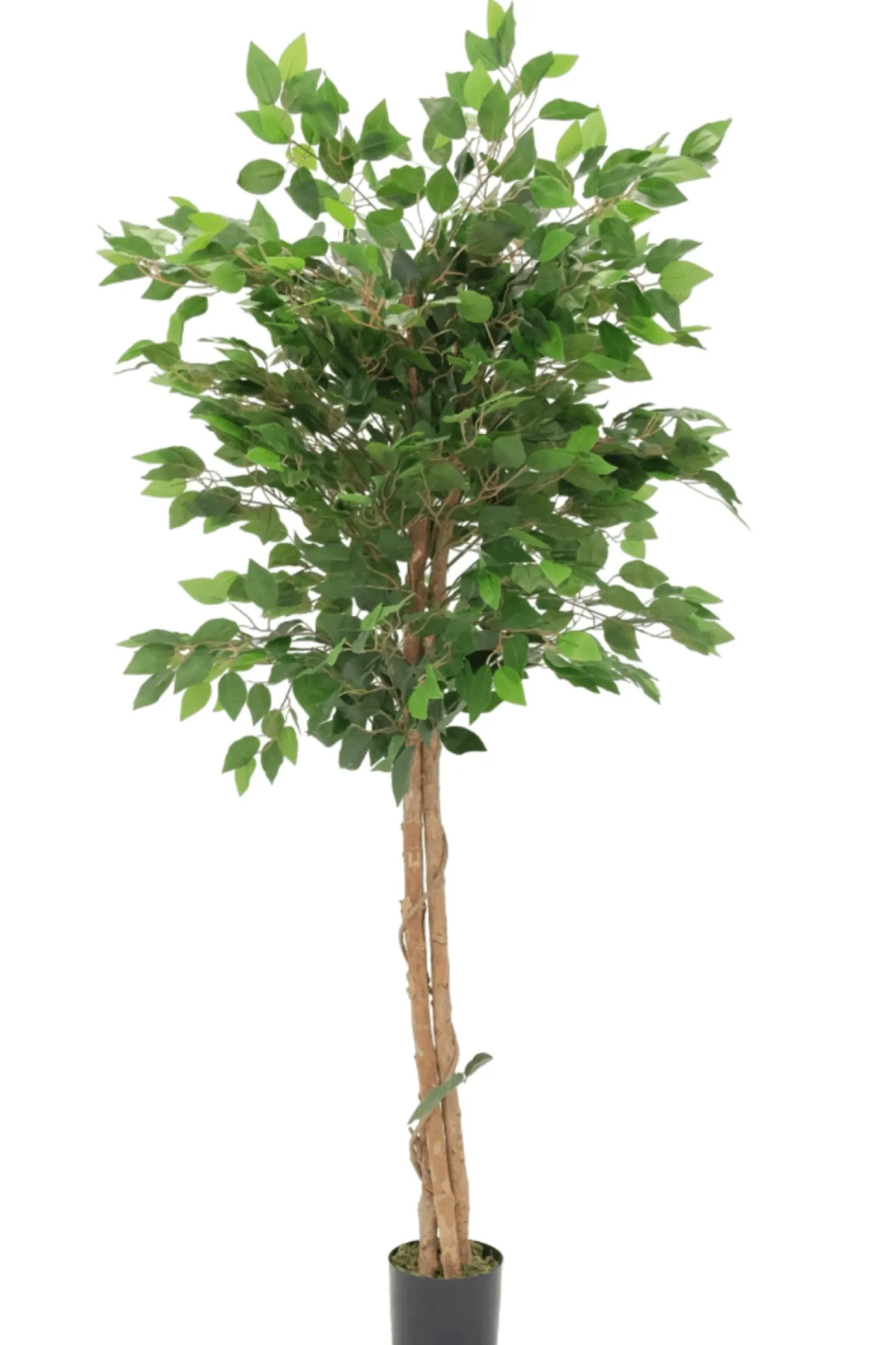 PrettyPlants Kunst Ficus 150cm