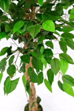 PrettyPlants Kunst Ficus 150cm