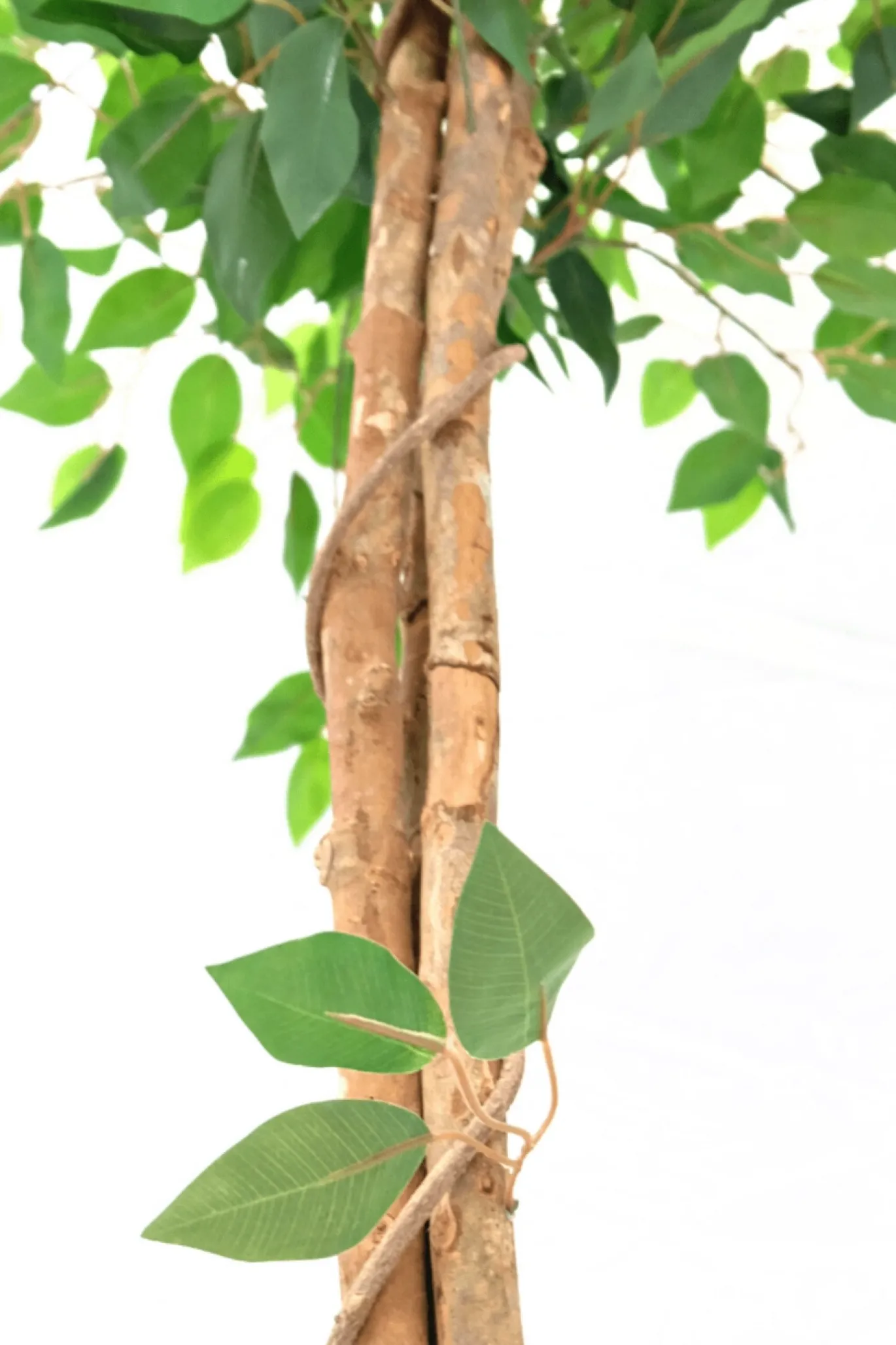 PrettyPlants Kunst Ficus 150cm