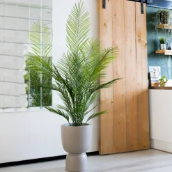 PrettyPlants Kunstpalm Jerom 150cm