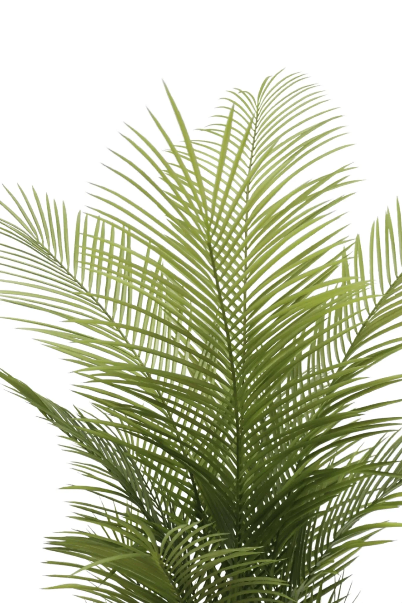 PrettyPlants Kunstpalm Jerom 150cm