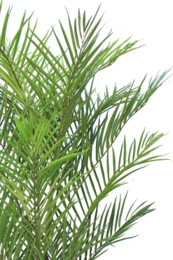 PrettyPlants Kunstpalm Lambik 180cm