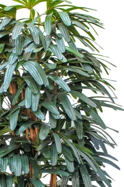 PrettyPlants Kunstpalm Raphis 180cm