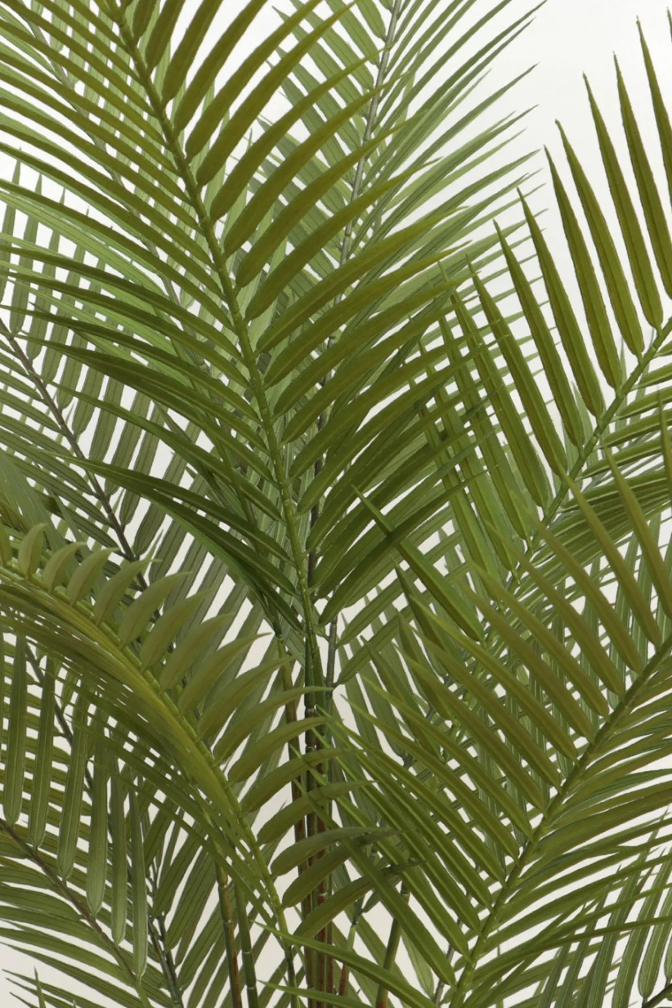 PrettyPlants Kunstpalm Suske 150cm