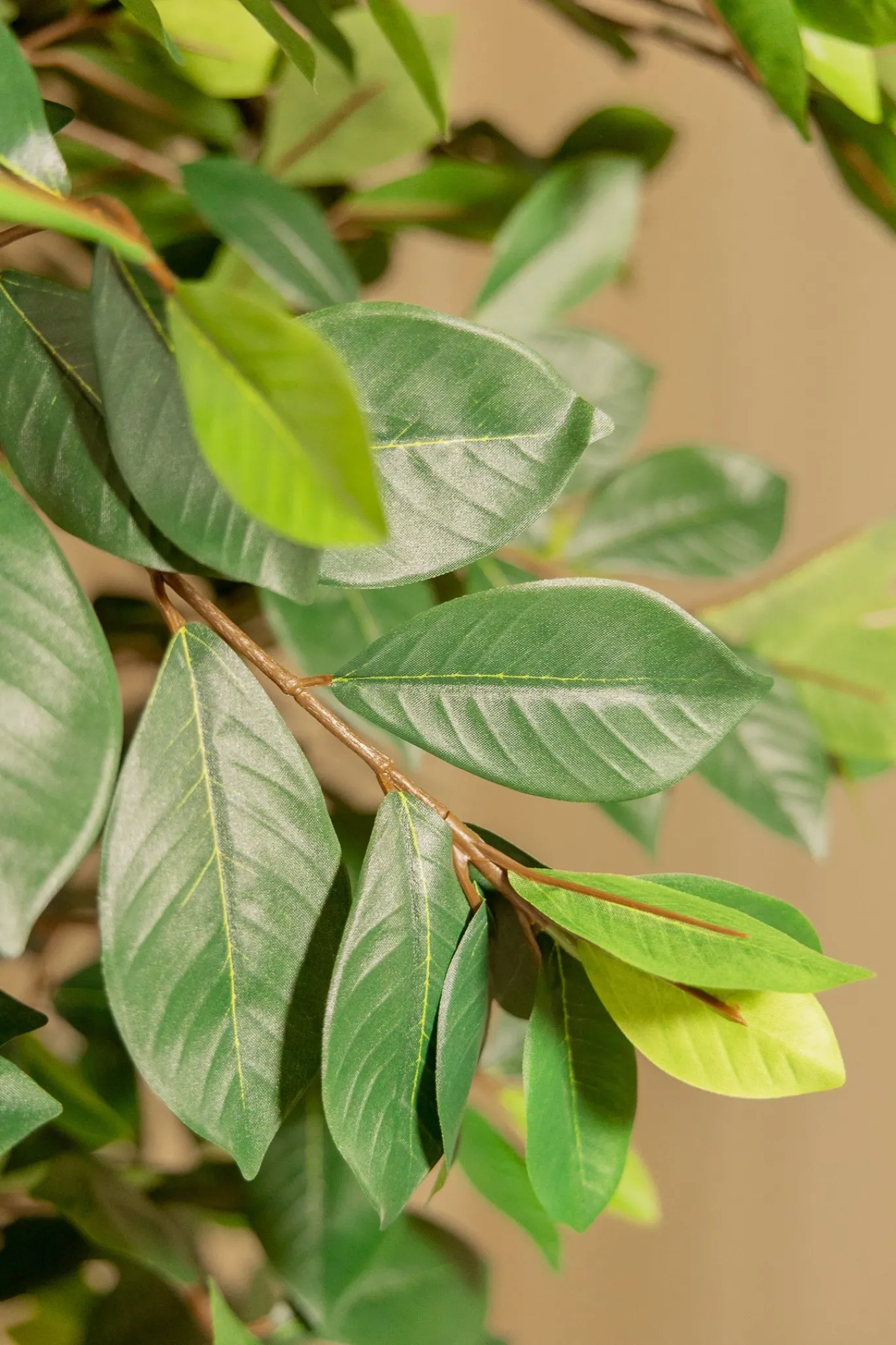 PrettyPlants Kunstplant Ficus Phineas 180cm