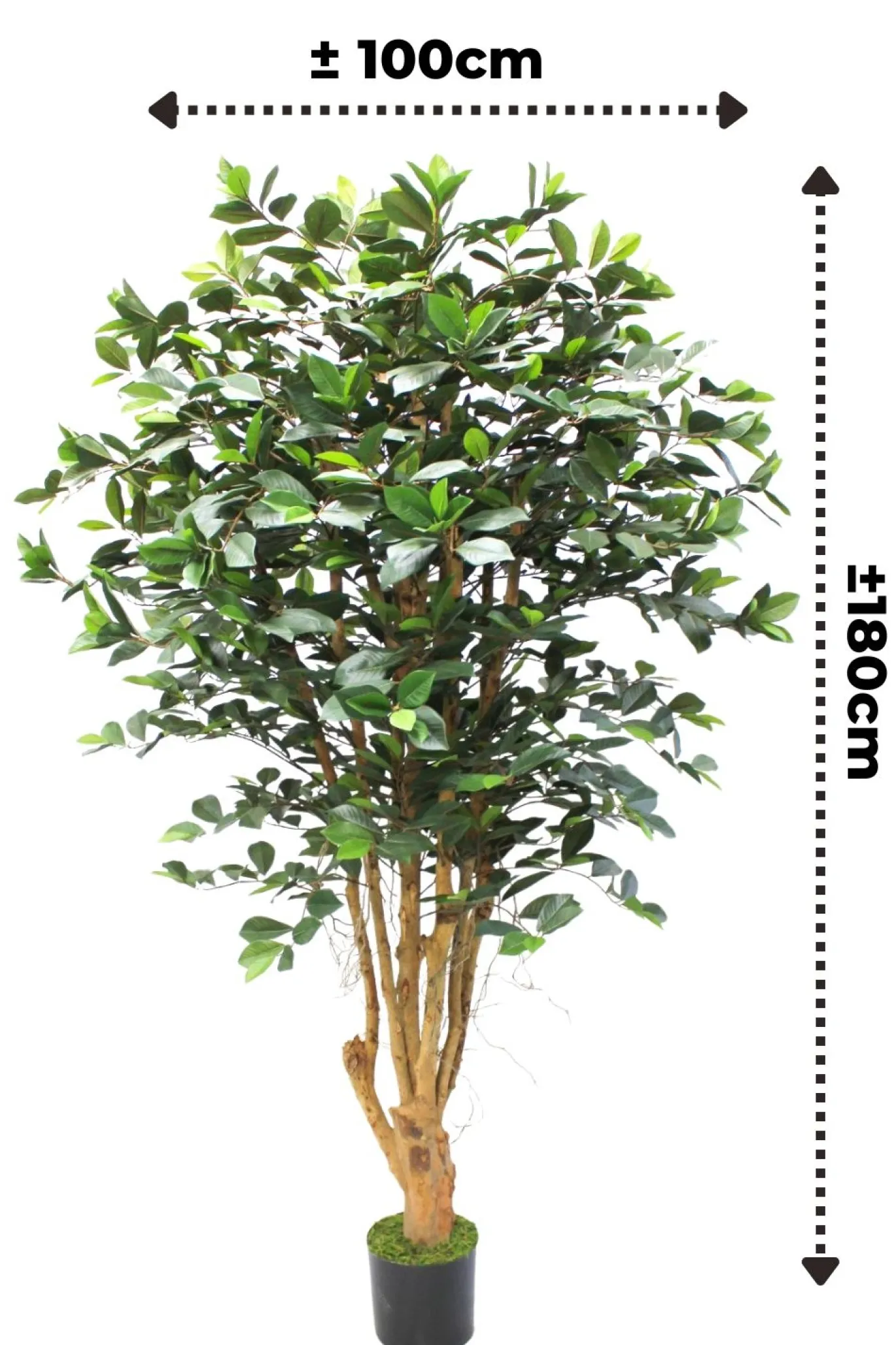 PrettyPlants Kunstplant Ficus Phineas 180cm
