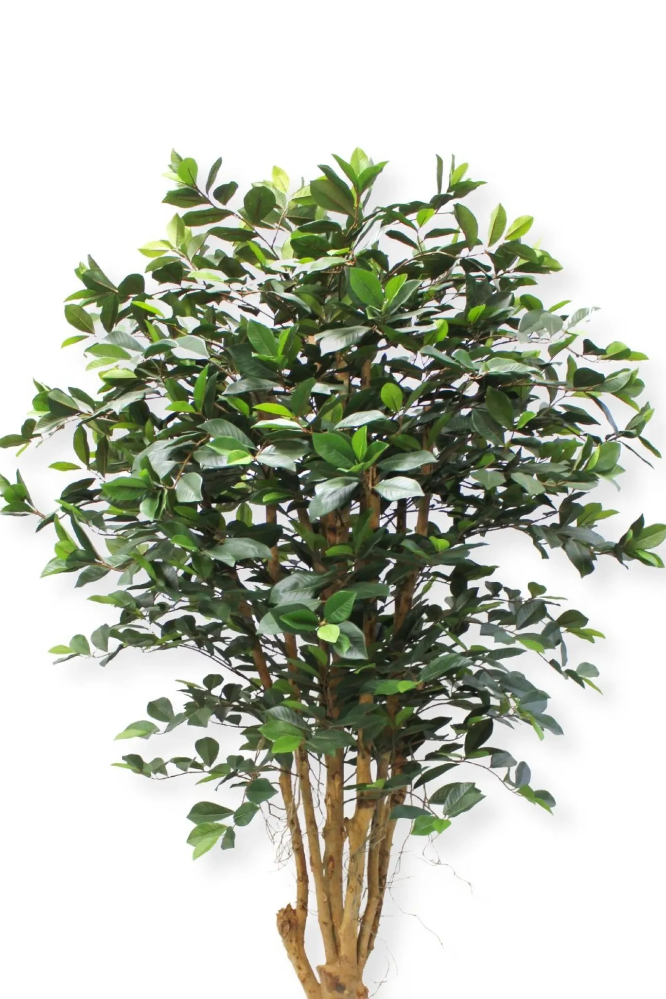 PrettyPlants Kunstplant Ficus Phineas 180cm