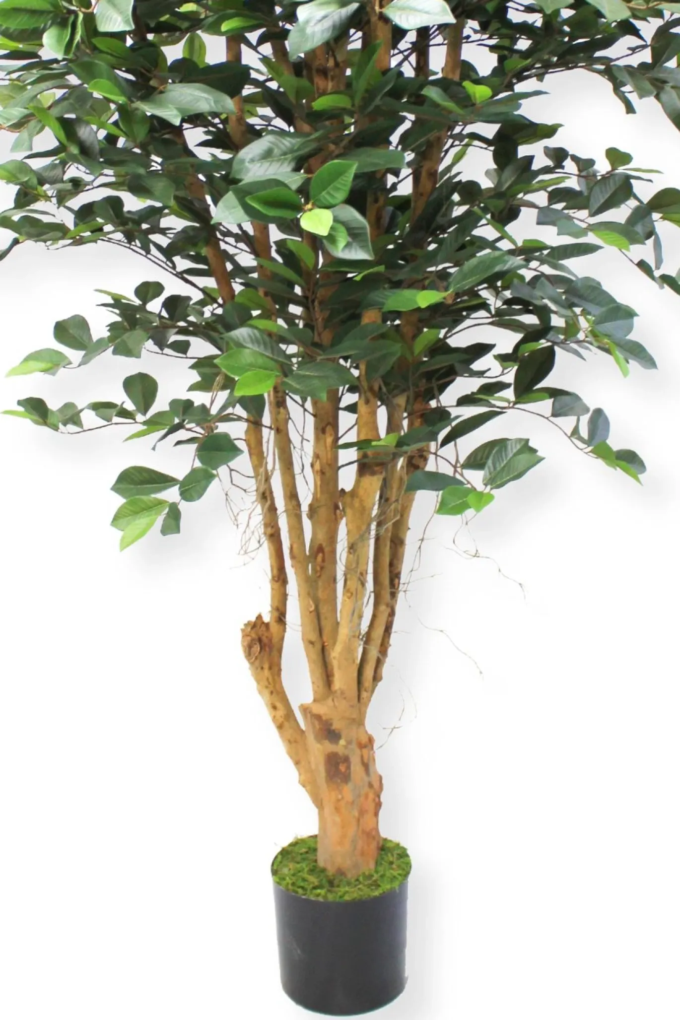 PrettyPlants Kunstplant Ficus Phineas 180cm