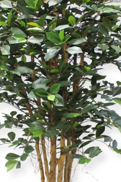 PrettyPlants Kunstplant Ficus Phineas 180cm