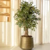 PrettyPlants Kunstplant Ficus Liana 180cm