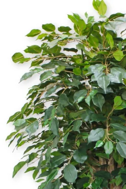 PrettyPlants Kunstplant Ficus Liana 180cm