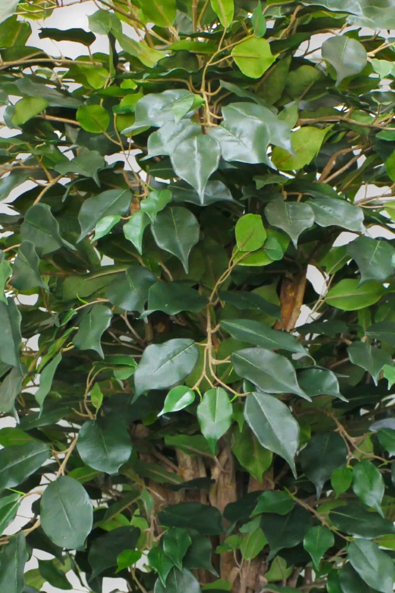 PrettyPlants Kunstplant Ficus Liana 180cm