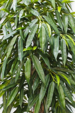 PrettyPlants Kunstplant Longifolia 180cm