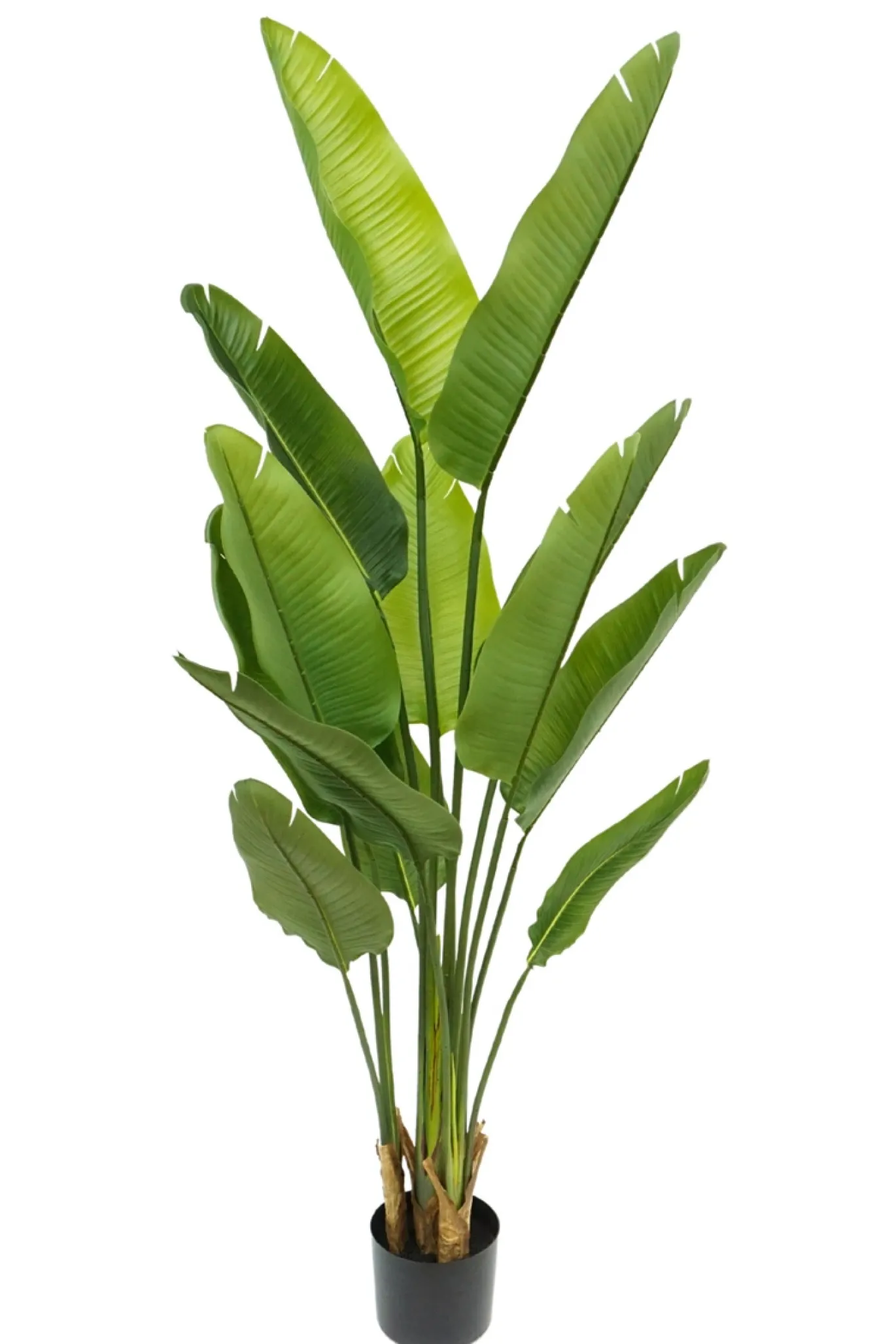 PrettyPlants Kunstplant Strelitzia Maikel 160cm