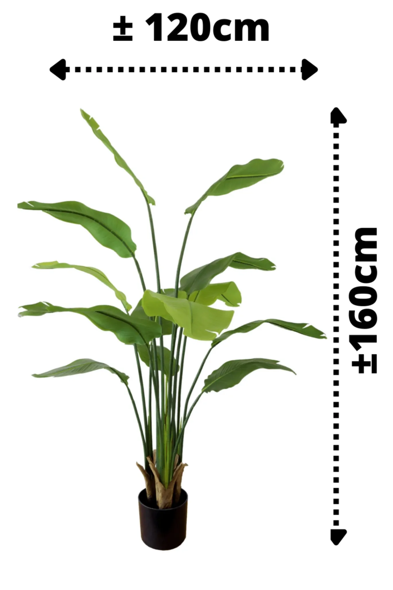 PrettyPlants Kunstplant Strelitzia Maikel 160cm