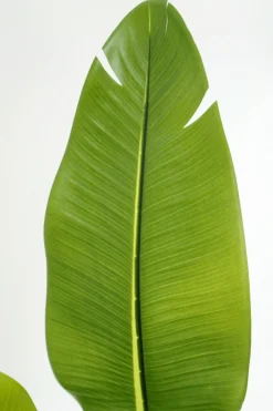 PrettyPlants Kunstplant Strelitzia Maikel 160cm
