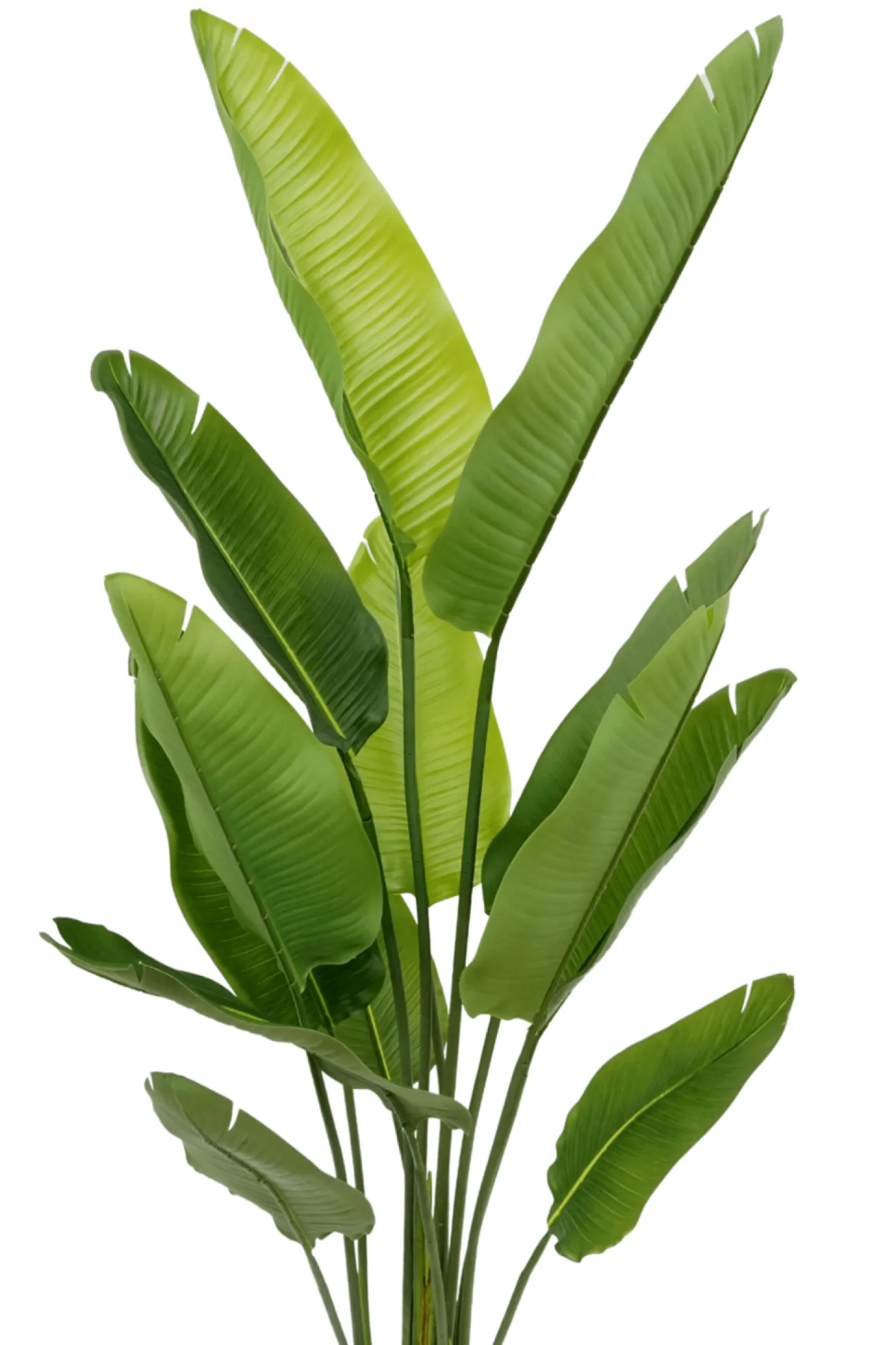 PrettyPlants Kunstplant Strelitzia Maikel 160cm