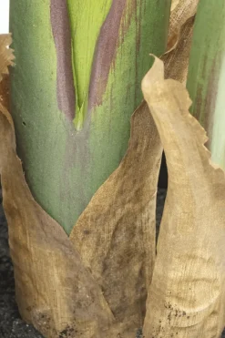 PrettyPlants Kunstplant Strelitzia Maikel 160cm