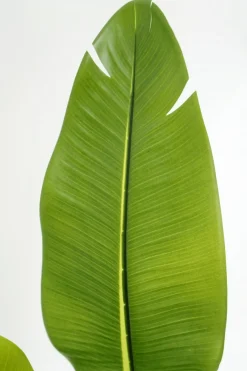PrettyPlants Kunstplant Strelitzia Maikel 160cm