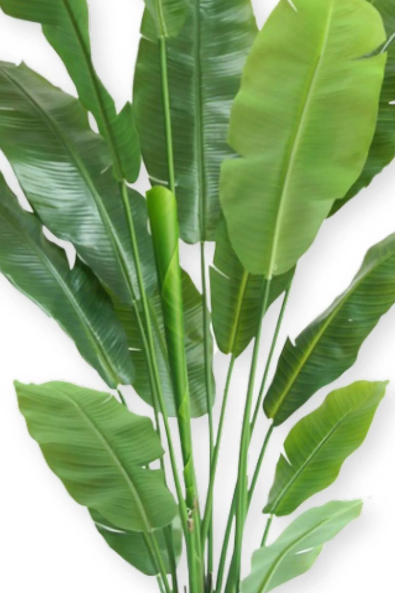 PrettyPlants Kunstplant Strelitzia Joyce 180cm