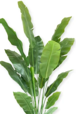 PrettyPlants Kunstplant Strelitzia Joyce 180cm