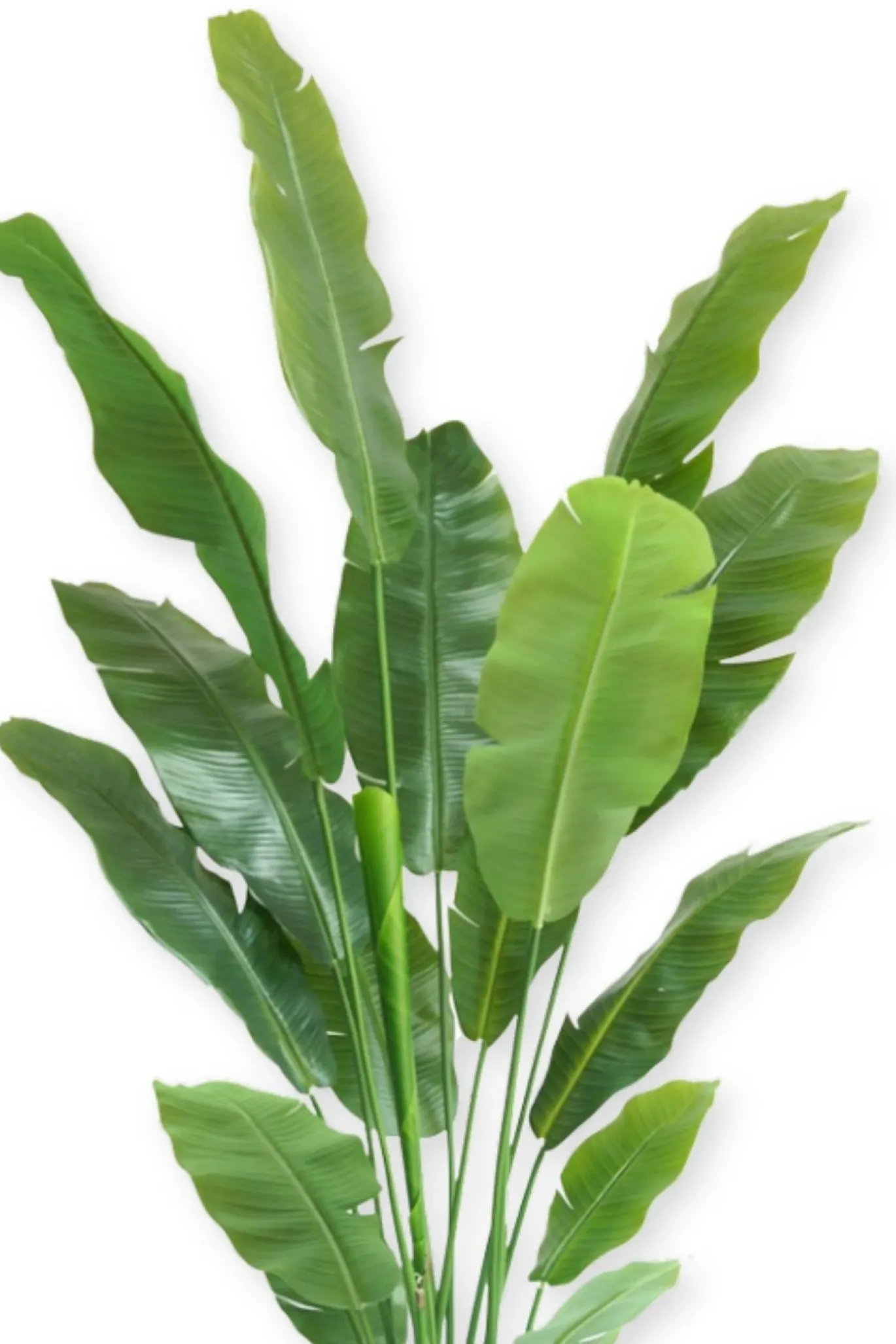 PrettyPlants Kunstplant Strelitzia Joyce 180cm