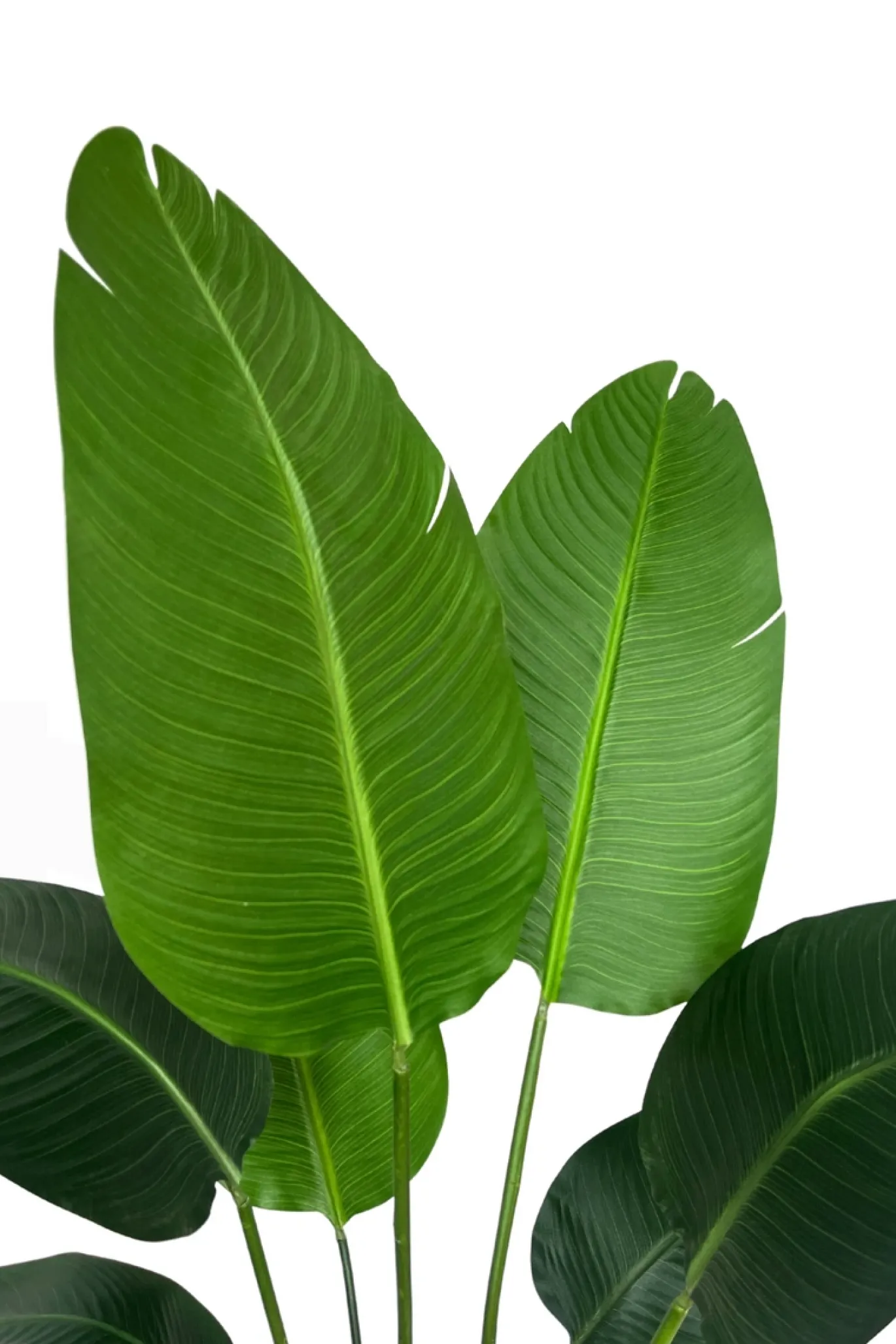 PrettyPlants Kunstplant Strelitzia Mitchel 120cm