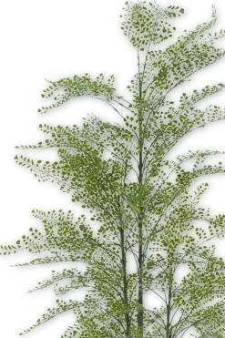 PrettyPlants Varen Kunstplant Maidenhair 180cm