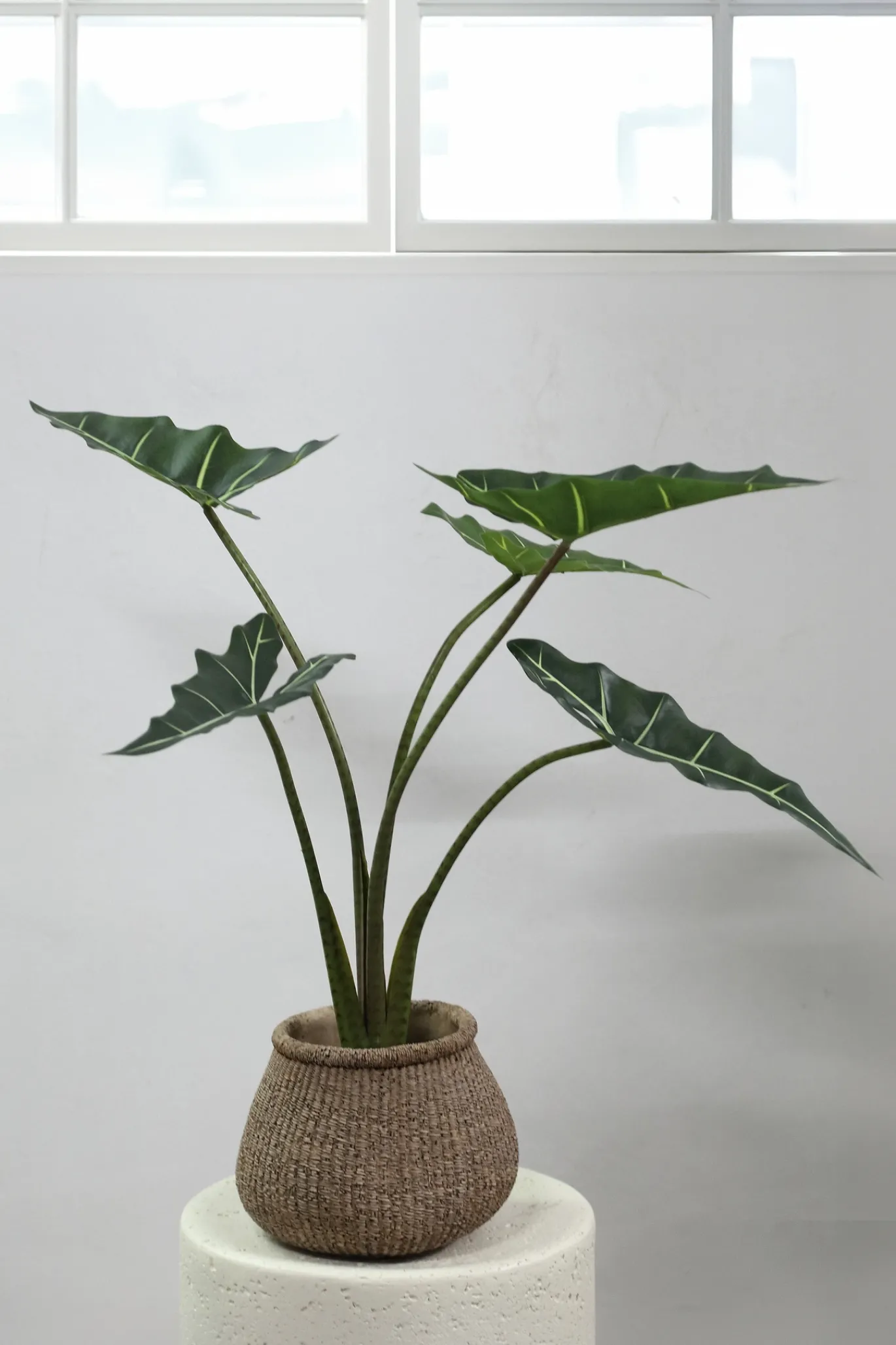PTMD Kunstplant Alocasia S